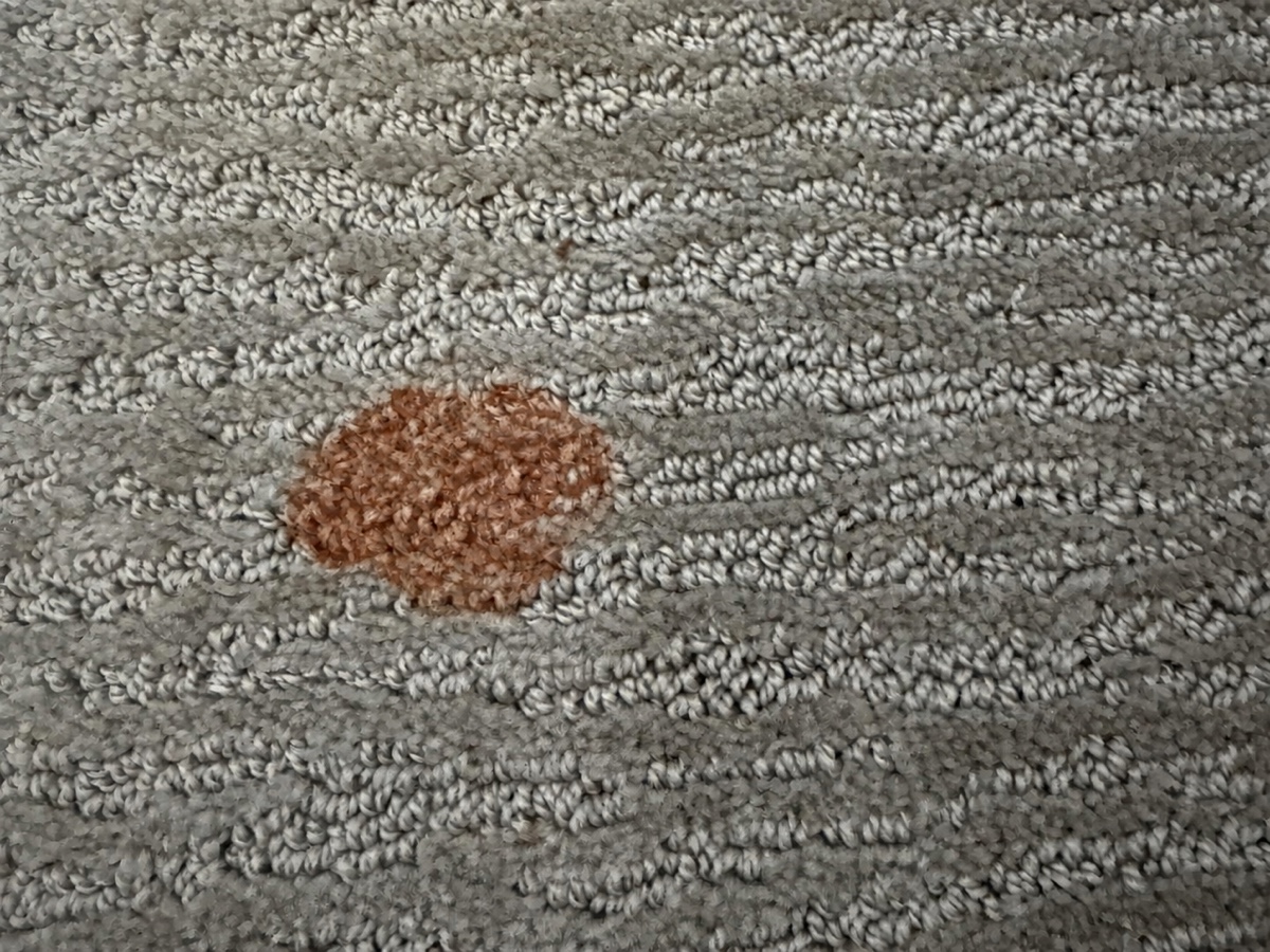 Before: Dried orange cat-vomit spot on gray carpet, then clean carpet after treatment